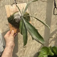 ビカクシダのサムネイル