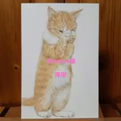 Momon様オーダー品　色鉛筆画　手描き　猫さん「祈り」