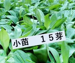 行者にんにく 2025年採り種3.0g(約270粒) お試し栽培 【精選種子