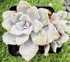 【美苗@2380】クリスペートビューティー(4頭) 2025年最新】クリスペートビューティの人気アイテム - メルカリ