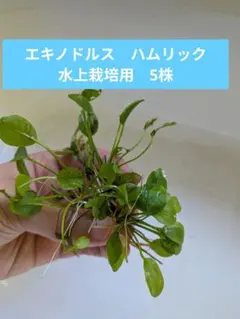 小型美種　エキノドルス　ハムリック　水上栽培用　5株のサムネイル