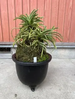 2025年最新】富貴蘭 西出都の人気アイテム - メルカリ