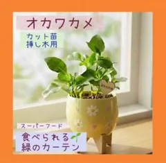 2026年最新】おかわかめ 苗の人気アイテム - メルカリ