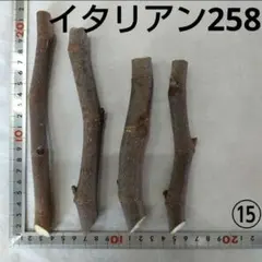 2026年最新】イチジク 穂木 挿し木の人気アイテム - メルカリ