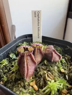 N*c様 Cephalotus follicularis SOHG 02 BCP - メルカリ