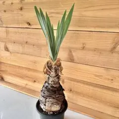 【現品】 ブーファン・デスティチャ（ブーファン・デスティカ）　6号　GT番 現品】 ブーファン・デスティチャ（ブーファン・デスティカ） 6