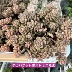桜のしずく 5本カット苗 2~3cm 多肉植物