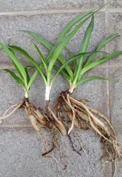 ルンルン様 リクエスト 3点 まとめ商品