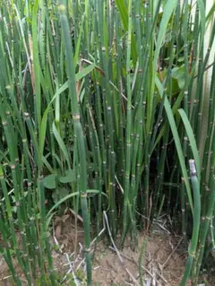 徳之島産キャッサバ苗挿木用イエロー20本入り - メルカリ