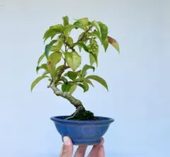 J様 リクエスト 2点 まとめ商品