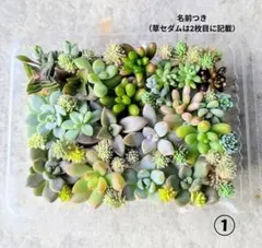 多肉植物 カット苗 セット①