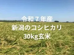 令和7年産 新潟で収穫されたコシヒカリ30kg玄米・ワケあり - メルカリ