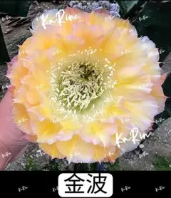 専用ページです！花サボテン カキコ2個♬ 専用ページです！花サボテン カキコ2個♬ 【公式通販】