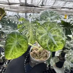 Alocasia Ninja Tricolor│アロカシア ニンジャ トリカラー - メルカリ