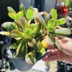 多肉植物　金の成る木 花月 錦　美斑 抜き苗　1ポットのサムネイル