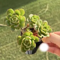 アグネスローズ　群生　多肉植物 エケベリア 観葉植物