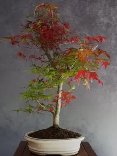 出猩々モミジ 盆栽、高さ約29cm。美しい鉢付き、そのまま飾れます。8 