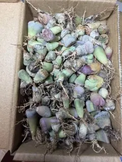多肉植物　リトープス　訳ありカラフル箱ぱんぱん　写真全て　乾燥苗など