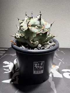 チタノタ ブラック&ブルー 白覆輪斑 BB錦 親株 - メルカリ