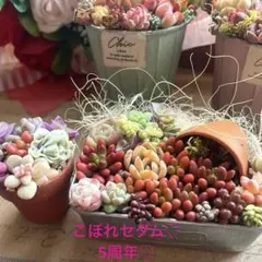 2026年最新】多肉植物 寄せ植え そのまま飾れるの人気アイテム - メルカリ