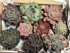 メルカリ便★エケベリア　多肉セット　9苗　名札付き　多肉植物　抜き苗