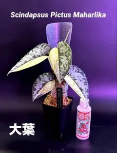 スキンダプサス 綺麗な斑入り セットH6 - メルカリ