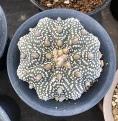 和製ゴリラ様 リクエスト 2点 まとめ商品