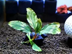 《激美＆大株》ブセファランドラ『シャイン・ブルー・カーペット』溶岩石活着株
