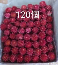 ストロベリーフィールド 千日紅 ドライフラワー 茎付き40本 - メルカリ