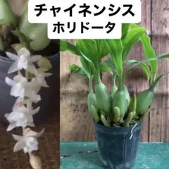 株分け‼️甘い香り♡︎ʾʾチャイネンシスホリドータのサムネイル