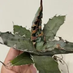 選抜 キシロナカンサ オテロイ チタノタ 実生 パリー 斑入り オバティフォリアのサムネイル