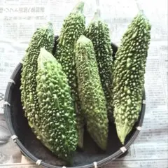宮古島産 ゴーヤー 8kg 朝採り 宮古島産 ゴーヤー 3kg - メルカリ