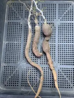 A48 多肉植物 オペルクリカリア・パキプス実生大株 3株セットのサムネイル