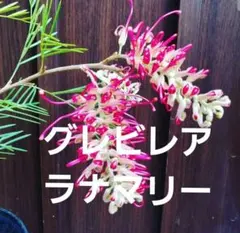 グレビレア ラナマリー 希少 大型オージープランツ110cm 8号鉢❗美株