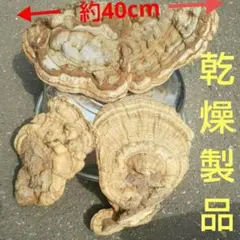 2026年最新】天然サルノコシカケの人気アイテム - メルカリ