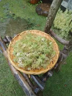 国産生水苔のサムネイル