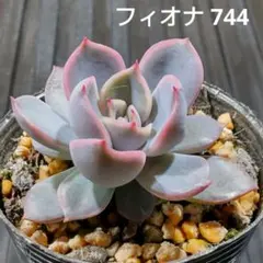 フィオナ 744 エケベリア 多肉植物 抜き苗