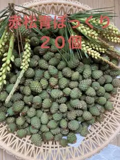 松の葉 200g + α + 青ぼっくり10個程 fit=scale-down,w=1200