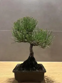 2026年最新】盆栽 樹齢30年の人気アイテム - メルカリ