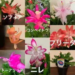 豪華なデンマークカクタス 魅惑の花 8種セット 正規品　挿し穂　珍しい品種含め