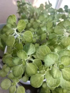 アロマティカス　ライムシャワー抜き苗5本