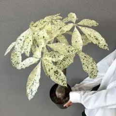 2025年最新】斑入りパキラ ミルキーウェイの人気アイテム - メルカリ