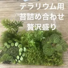 makayari様 リクエスト 2点 まとめ商品