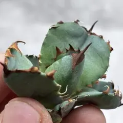 2026年最新】オテロイ 選抜の人気アイテム - メルカリ