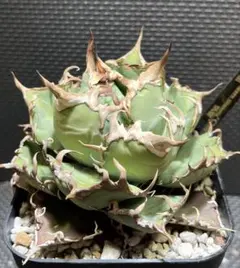 マチャッキー様 リクエスト 2点 まとめ商品