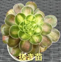 2026年最新】観葉植物 アエオニウムの人気アイテム - メルカリ