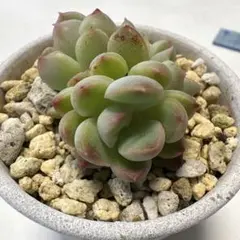 2026年最新】錦玉園の人気アイテム - メルカリ