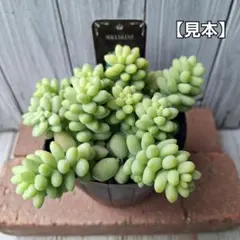 coto様専用ページです