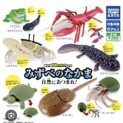 カブトガニの標本 竹フレーム付き 2025年最新】カブトガニ 標本の人気アイテム - メルカリ