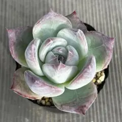 2025年最新】ty苗の人気アイテム - メルカリ